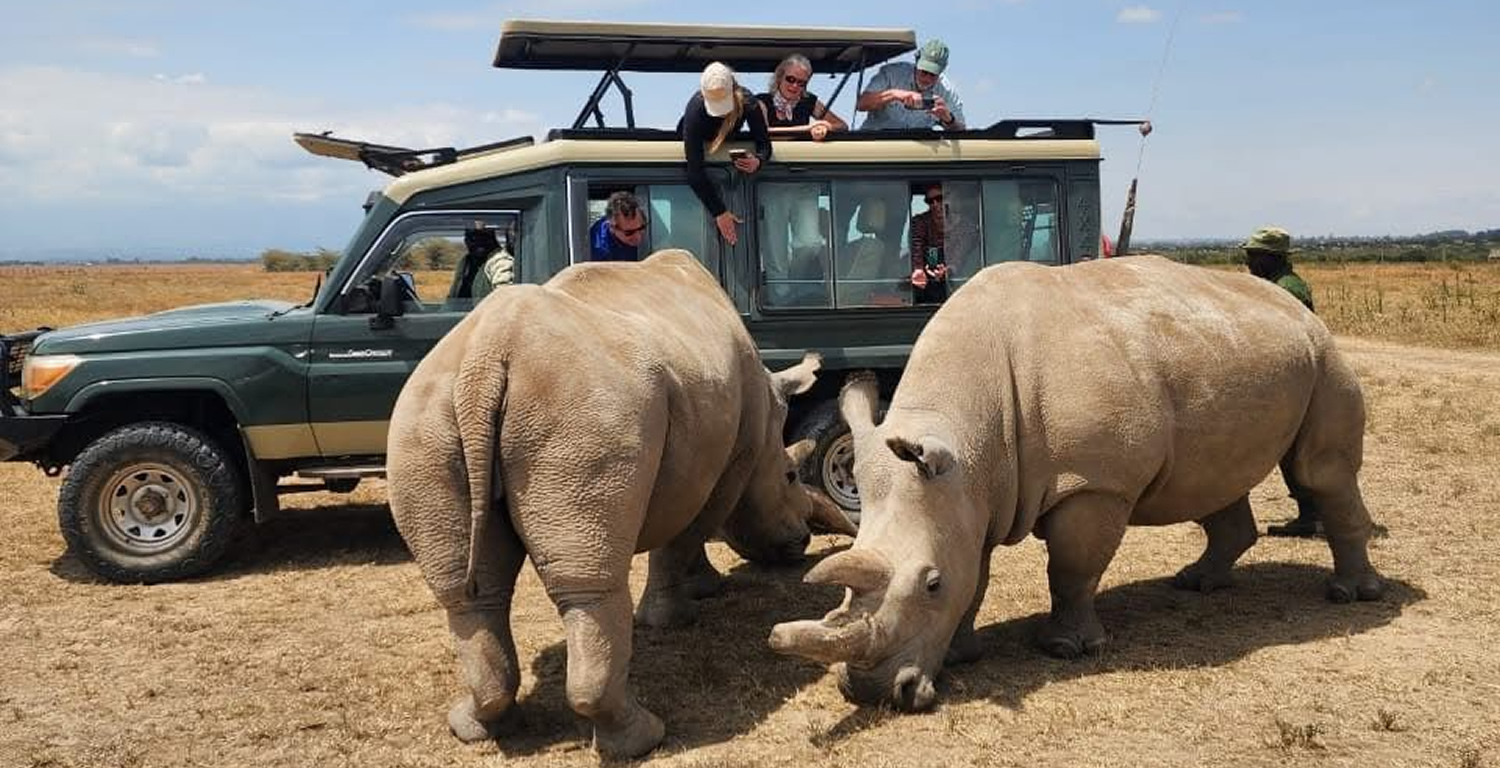 rhinos