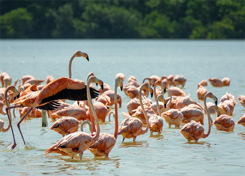 4 DAYS LAKE NAKURU