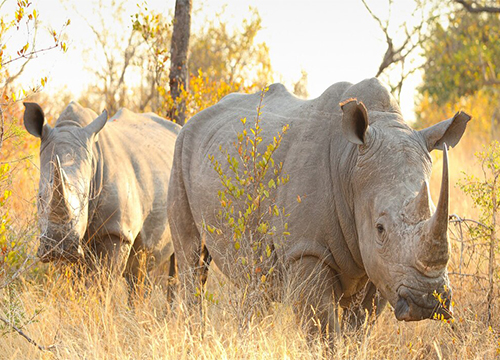 7 DAYS HONEYMOON , OL PEJETA