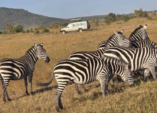 7 Days of Experiencing Nature (Nairobi, Masai Mara And Samburu)