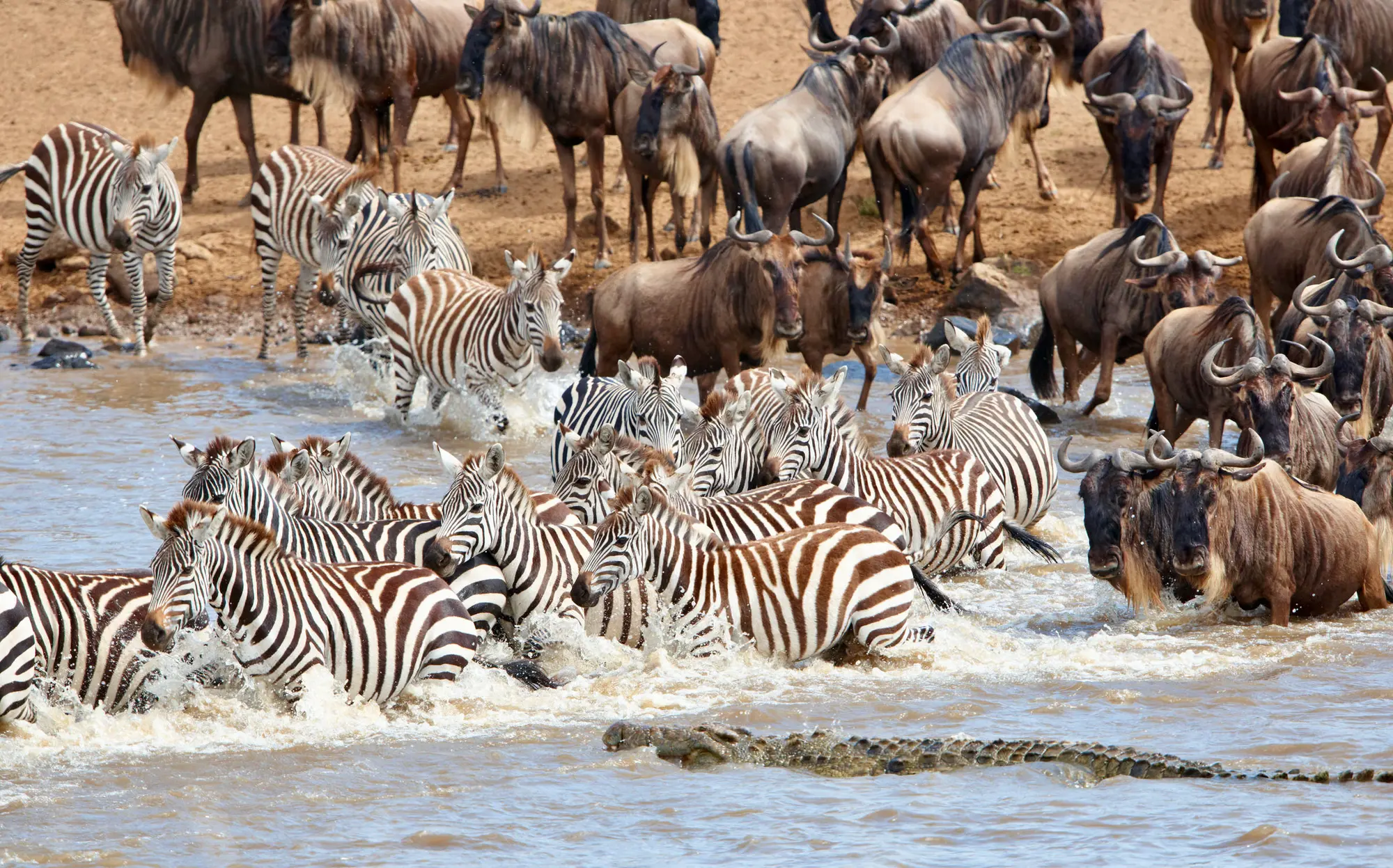 When to see the Great Migration in the Masai Mara